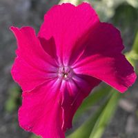イチハツ,イチハツ,バラ,バラ,アイリスの画像