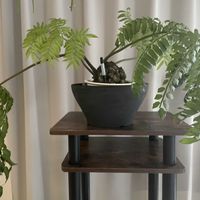 リュウビンタイ,室内管理,猫にも安全,リュウビンタイ　新芽の画像