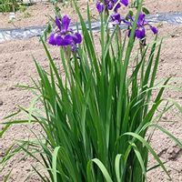 イチハツ,イチハツ(アヤメ科),花のある暮らし,いつもの散歩道の画像
