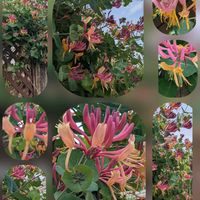 ウツギ,バラ,バラ,バラ,ハニーサックルの画像