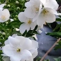 キンシバイ,バイカウツギ,マツバギク,モナルダ,紫陽花 アジサイ あじさいの画像