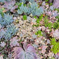 美空の鉾,ダスティ,ルテオヴィリデ,紅葉する多肉,地植えの画像