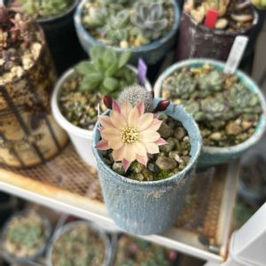 サボテン,ムラリス,ムラリス,黄花白檀,エケベリア  リラシナアガボイデスの画像