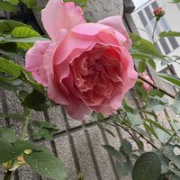 バラ ソニア リキエル,バラ好き,バラを楽しむ,バラのある暮らしの画像