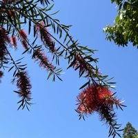 アップルミント,ミント,オルレア,オルレア,ブラシの木の画像