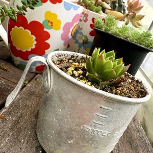 多肉植物,リメイク鉢,リメイクの画像