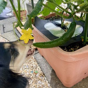 キュウリ,夏野菜,愛犬,サントリー本気野菜,家庭菜園の画像