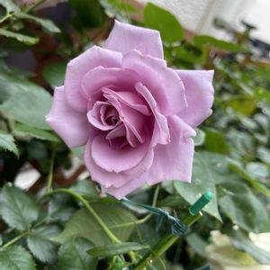バラ,ブルームーン,ばら バラ 薔薇,バラ  ヒーリング,エントランスの画像