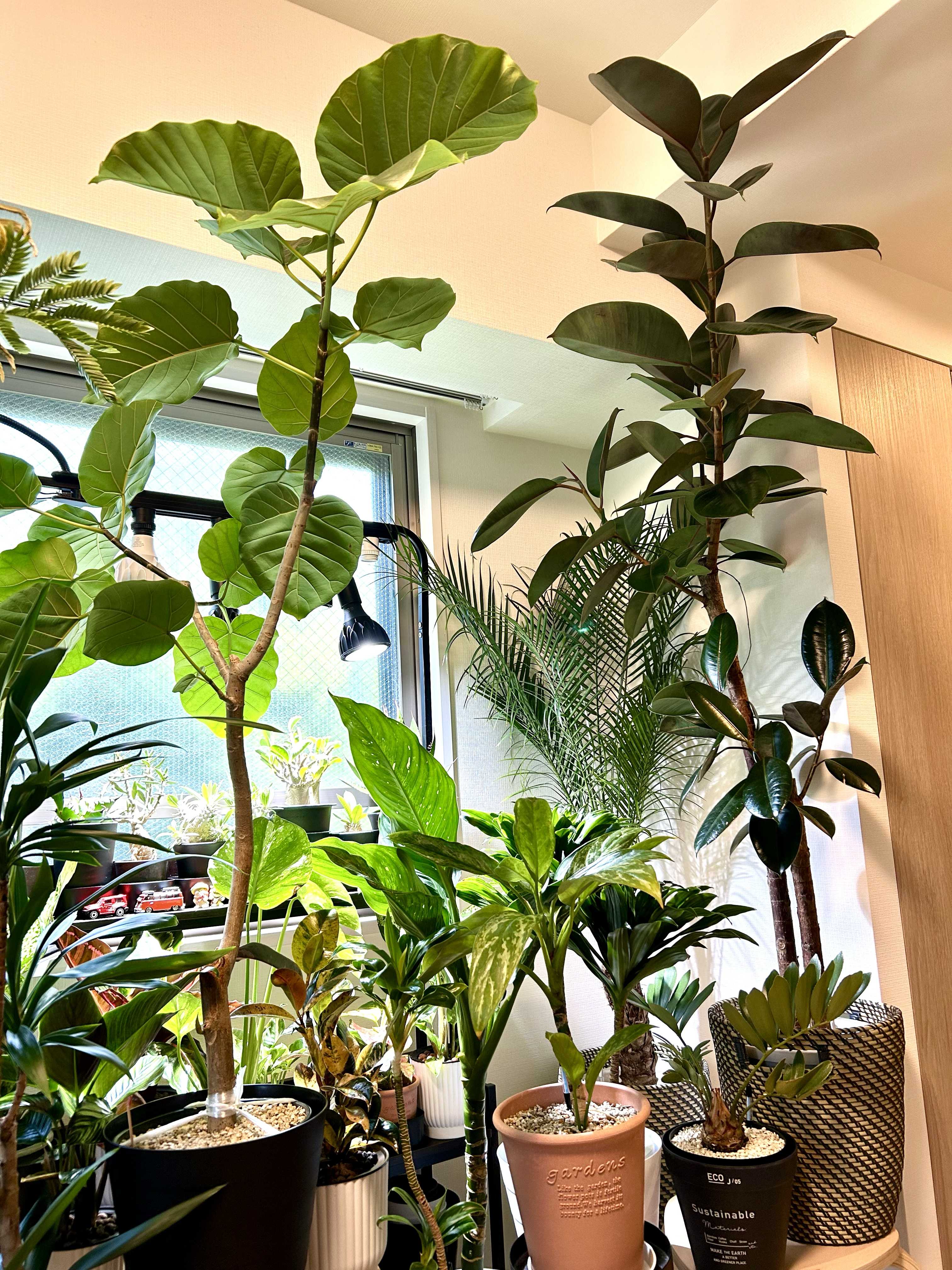 ディフェンバキア・サブライムの一覧｜🍀GreenSnap（グリーン