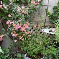 可愛い,花のある暮らし,庭の画像