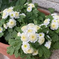 小菊,コギク,こぎく,コギク（小菊）,花のある暮らしの画像