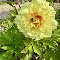 ボタン,牡丹,花のある暮らし,綺麗,黄色の花の画像