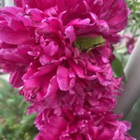 シャクヤク,お庭,かわいいな♡,花のある暮らし,小さな庭の画像