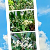 オリーブ,オリーブ,花のある暮らし♡,ウクライナに平和を,武器ではなく花をの画像