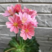 花のある暮らし,お花大好き♡,優しい花に癒やされて,多肉　たにく,その他エクステリアの画像