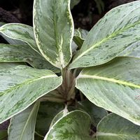 アグラオネマ,アグラオネマ ニティドゥム,アグラオネマ シルバーキング,観葉植物,花言葉の画像