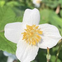 シラユキゲシ,公園,ガーデニング,山野草,野生の画像