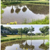 トネリコ,トネリコ,トネリコ,キショウブ（黄菖蒲）,早苗（田植え）の画像