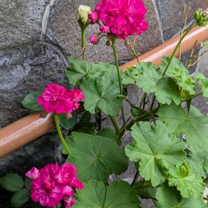 ゼラニウム,新緑の季節,挿し木から成長,寄せ植え。,ミニバラ♡の画像