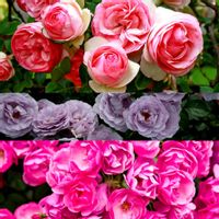 バラを楽しむ,薔薇大好き,ばら 薔薇 バラ,バラ薔薇ばらら～❤️,狭い庭での画像