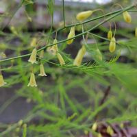アスパラガス,アスパラガス　ボールトム,プランター野菜,自家製野菜,家庭園芸の画像