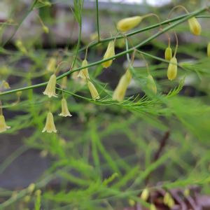 アスパラガス,アスパラガス　ボールトム,プランター野菜,自家製野菜,家庭園芸の画像