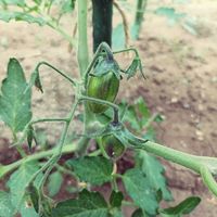 アトミックグレープ,自家製野菜,栽培記録,農業女子,おうち園芸の画像