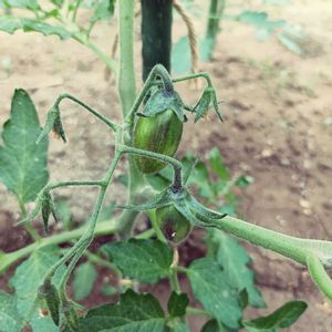 アトミックグレープ,自家製野菜,栽培記録,農業女子,おうち園芸の画像