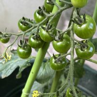 ミニトマト,癒し,小さな小さな庭,自宅の庭,家庭菜園の画像