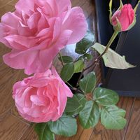 我が家の庭,雨降り,バラを楽しむ,アヤメ属,見てくれてありがとう♡の画像