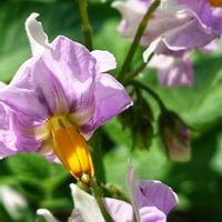 ジャガイモ,ミニトマト,じゃがいもの実,じゃがいもの実,ジャガイモの花の画像