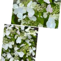 カシワバアジサイ,ブルースカイ,ラグランジア ブライダルシャワー,かわいいな♡,紫陽花 アジサイ あじさいの画像