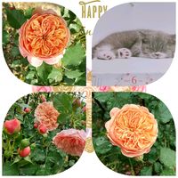 バラ,薔薇,シルクロード,ガーデニング,ナチュラルガーデンの画像