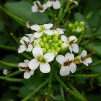 クレソンの画像