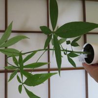パキラ,ダイソー産実生パキラ,観葉植物,ダイソー,癒しの画像