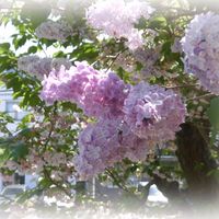 サクラ,トマト,ライラック,ローズゼラニウム,ワイルドストロベリーの画像
