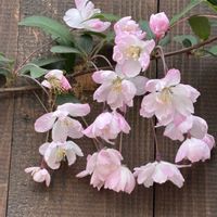 ハナカイドウ,定山渓の画像