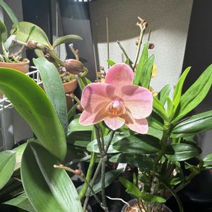 胡蝶蘭,ファレノプシス属,洋らんの画像