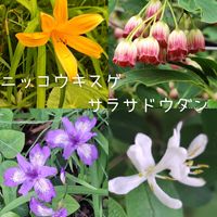 ニッコウキスゲ,ニッコウキスゲ,ヒメシャガ,ヒメシャガ,サラサドウダンの画像