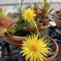 美空の鉾,三時草,多肉植物,ベランダの画像