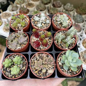 セダム,多肉植物,カット苗,成長記録,多肉ガーデンの画像