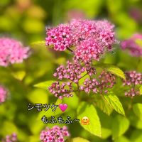 カシワバアジサイ,シモツケ ,レイニーブルー,小さな幸せ♡,アナベルの蕾の画像