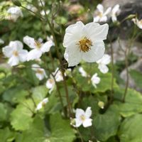シラユキゲシの画像