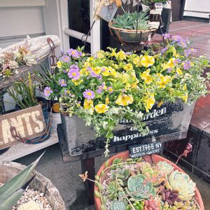 タイム,ヘリクリサム ライムミニ,カリブラコア スーパーベル レモンスライス,ブラキカム ブラスコ バイオレット,サビサビの画像
