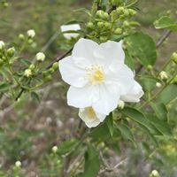 バイカウツギ,白い花,花のある暮らし,花のある生活,キュンキュン乙女倶楽部の画像