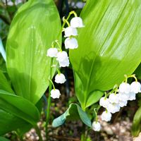 スズラン,アロエベラ,庭の花,札幌,北海道からの画像