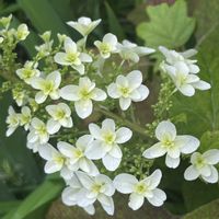 カシワバアジサイ,花のある暮らし,カシワバアジサイ❁,しぞーか勢,お花いっぱいで嬉しいの画像