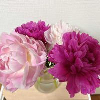 シャクヤク,シャクヤク,切り花,花のある暮らし,オンラインショップの画像