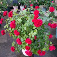 季節の花,元気な花,バラを楽しむ,鉢植えのバラ,感謝❤️の画像