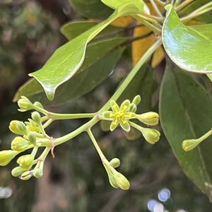 タブノキ,皇居東御苑,ちっちゃいものクラブ,木曜は木の花,樹木見上げ隊の画像